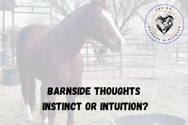 Barnside Thoughts: Instinct or Intuition? Are Some Horses More Intuitive Than Others?