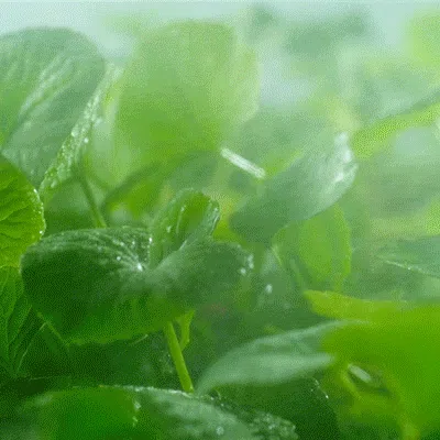 Centella Asiática: El Ingrediente Estrella para Regenerar Tu Piel