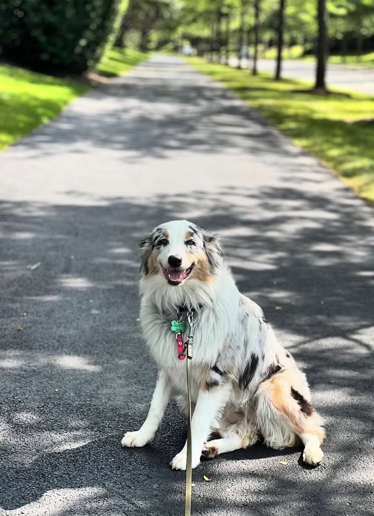 Dog walking calmly on loose leash next to owner during training session