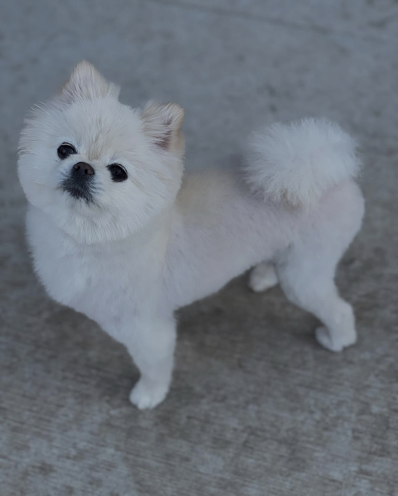 Puppy learning bite inhibition during training session with owner