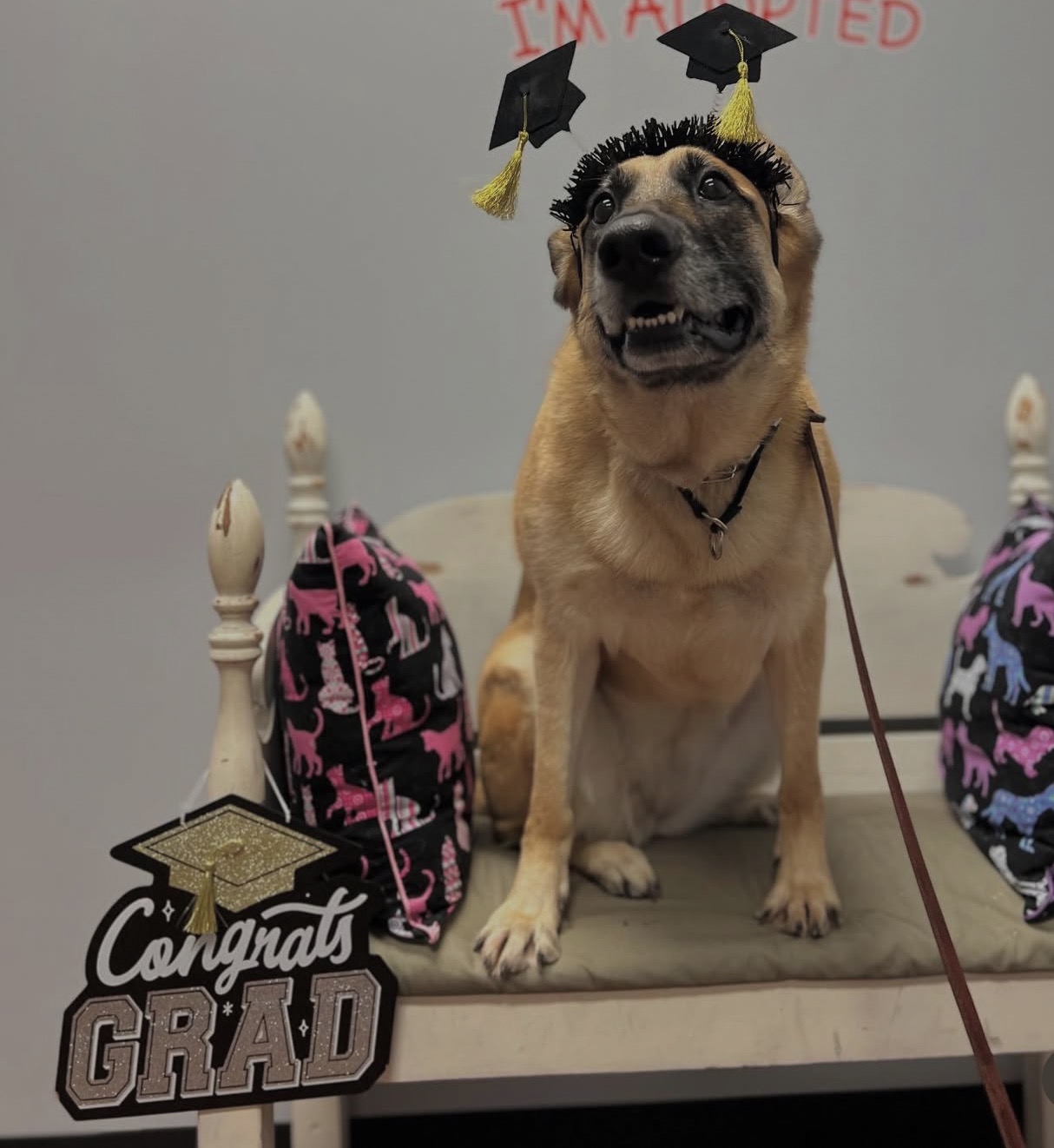 Happy dog sitting attentively next to owner during training session in home environment with treats and positive reinforcement