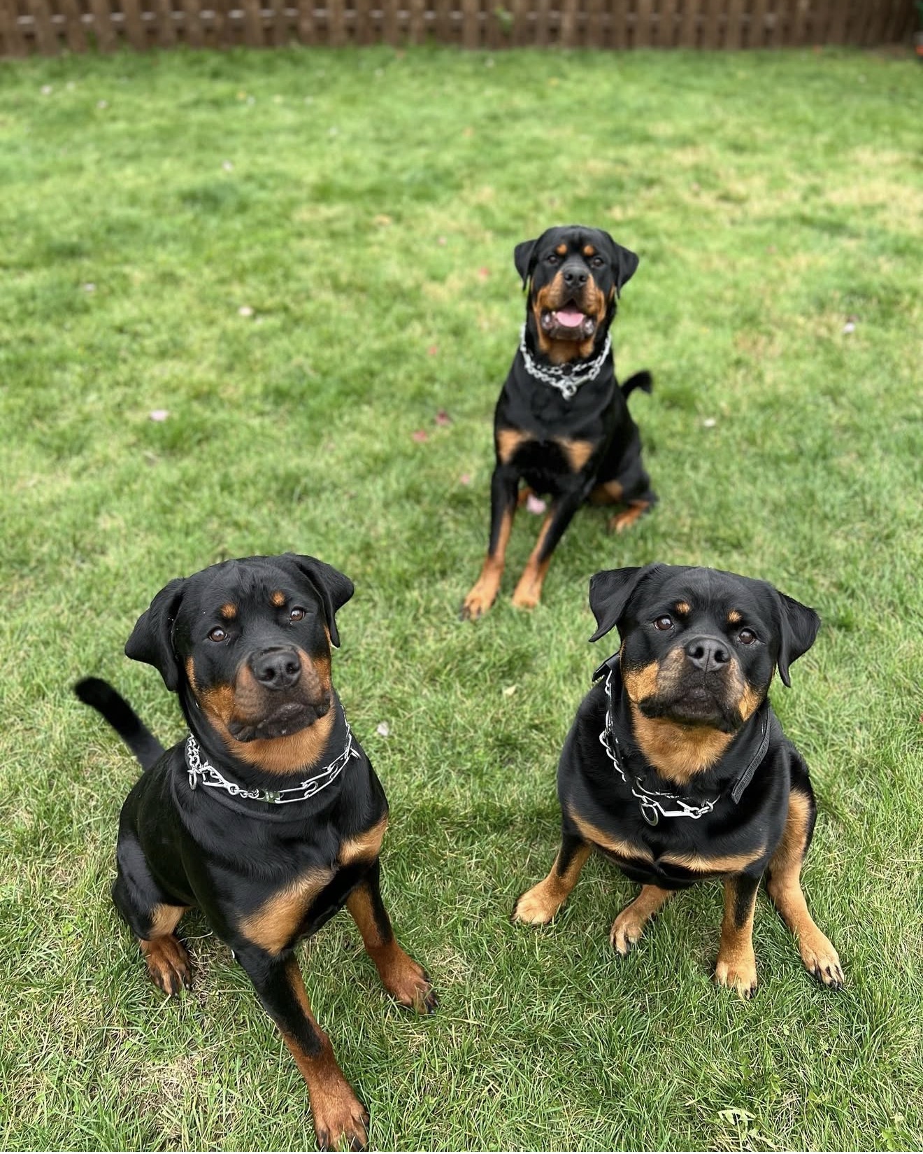 Dog displaying clear body language signals with relaxed posture and friendly facial expression during interaction with owner