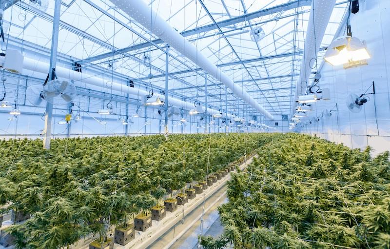 Solutions for Cannabis Companies: Comprehensive Support for Business Growth