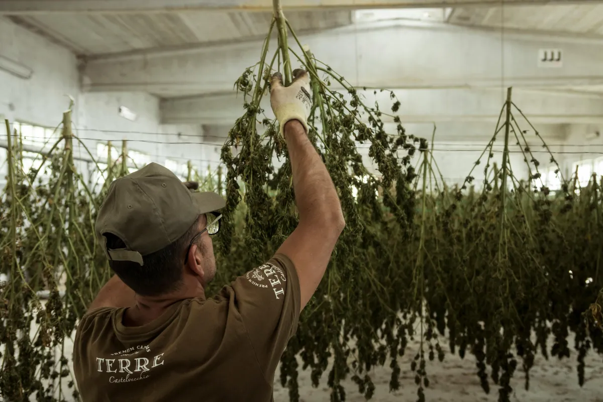 Navigating Cannabis Law: Expert Legal Support for Your Business