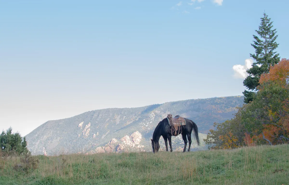 Explore some of the native forest habitat in Southern Utah