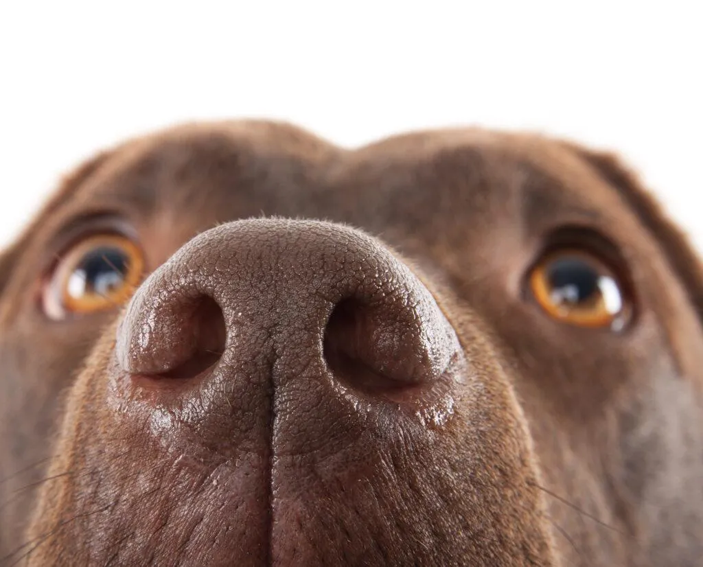 dog