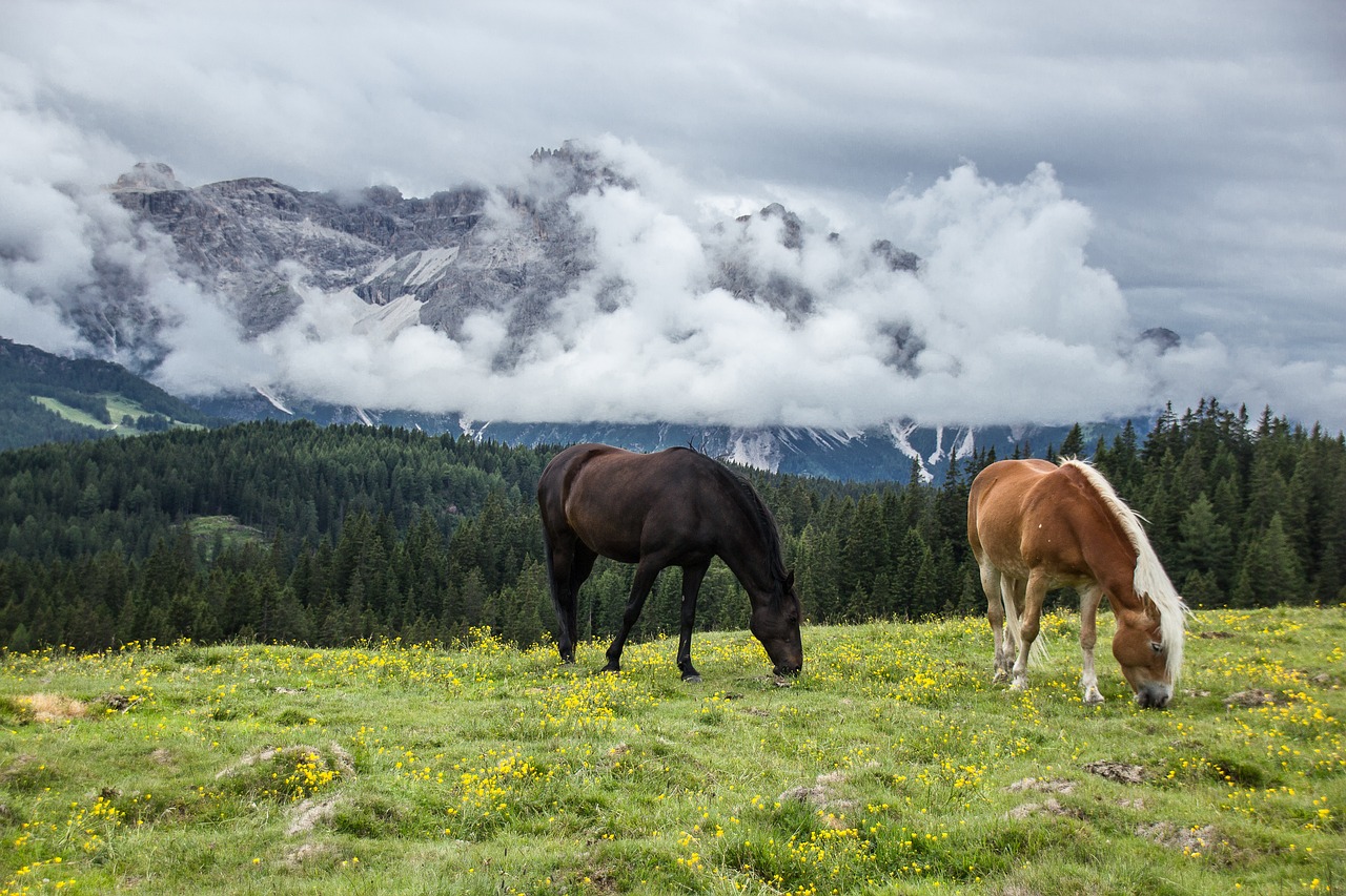 horses with mountains Montana