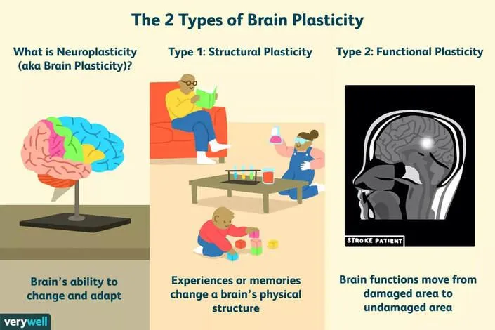 neuroplasticity