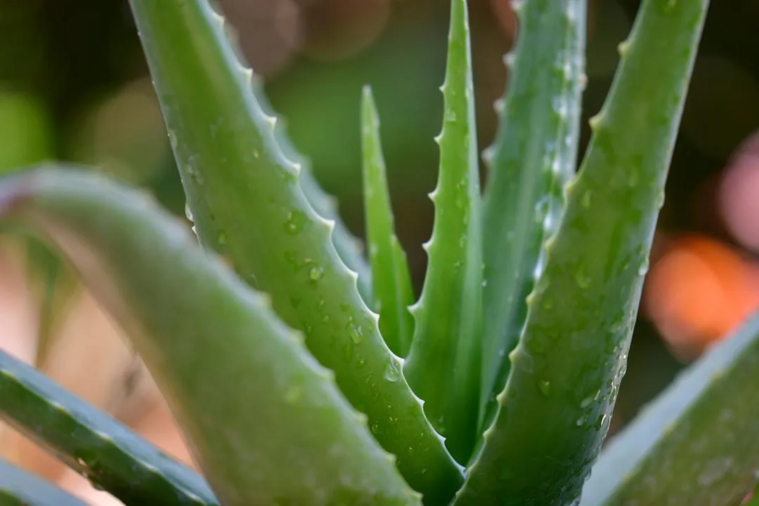 What is Aloe Barbadensis Powder?