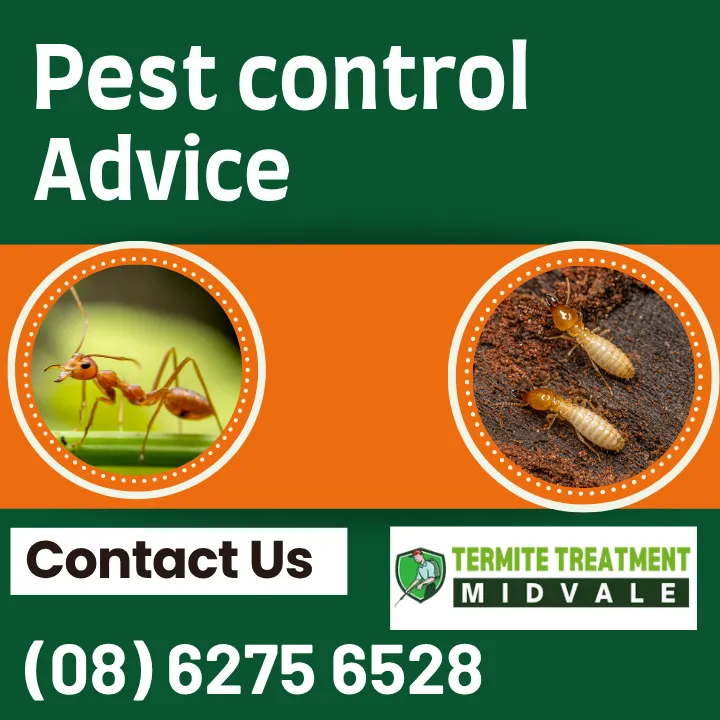move-in-move-out-pest-tips