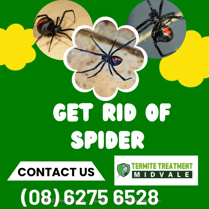 spider-infestation-help