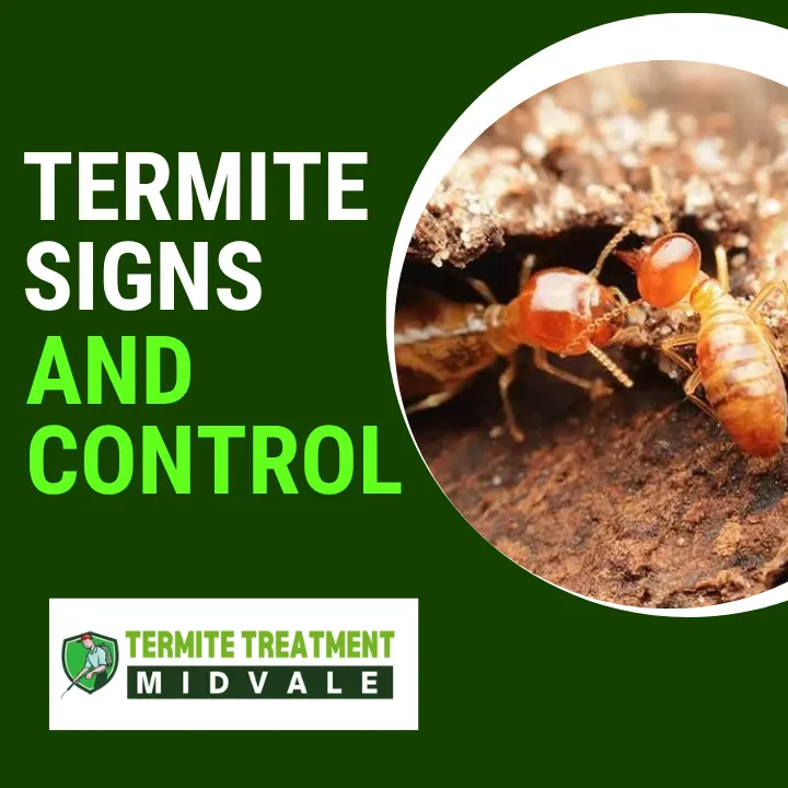 3-termite-signs-every-property-owner-should-know-perth