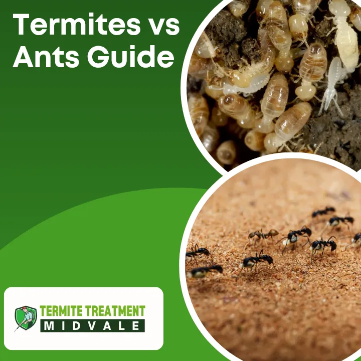 termites-vs-ants-key-differences