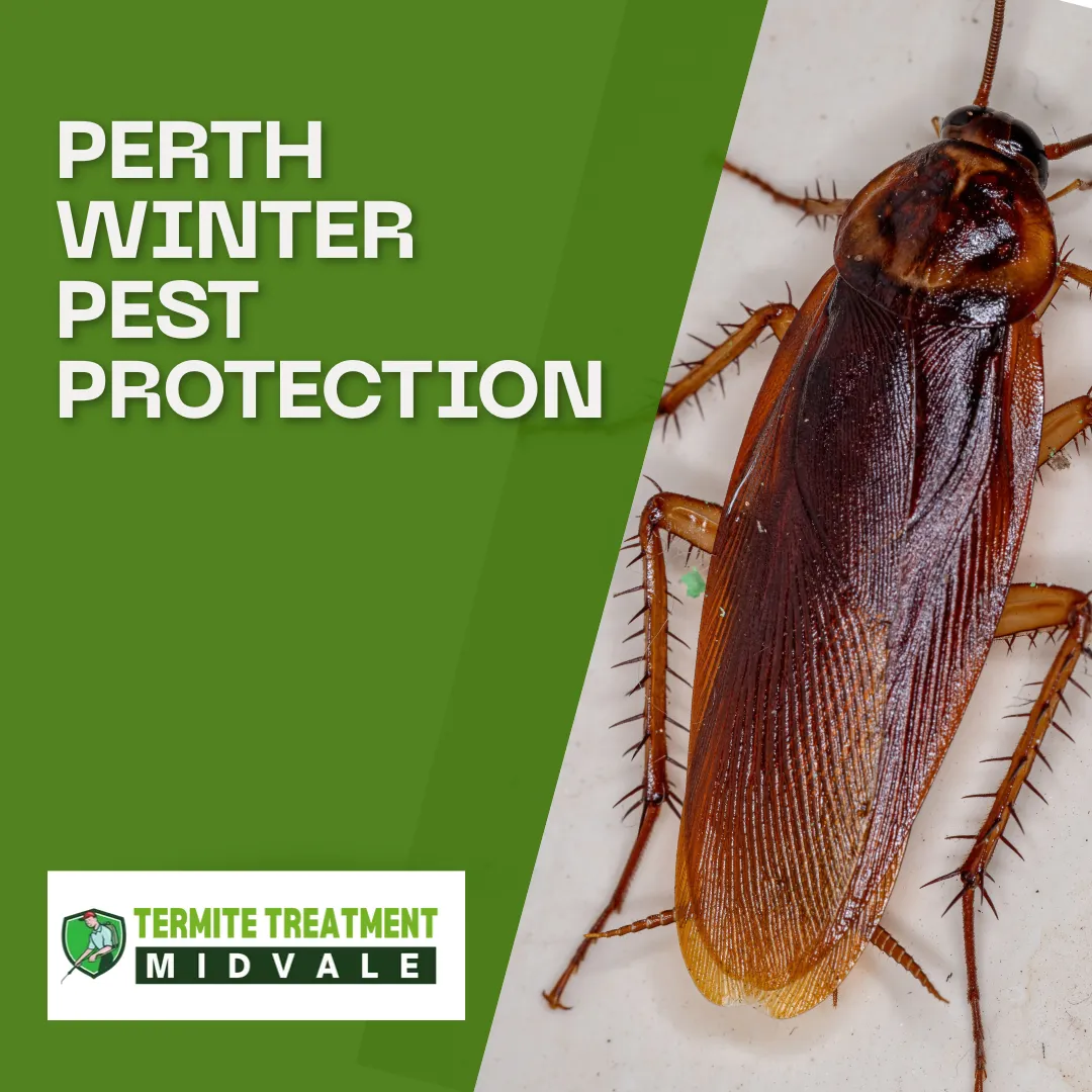 Homes in Perth needing pest control as winter approaches.
