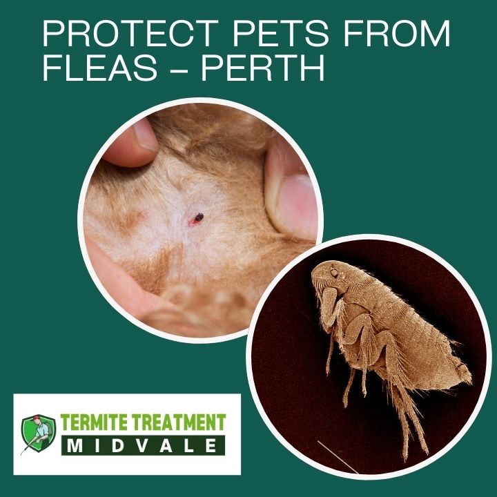 Learn important facts about fleas to protect your pets and home in Perth.
