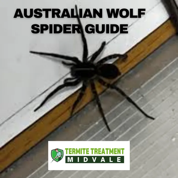 Australian Wolf Spider crawling on the ground in a Perth garden.