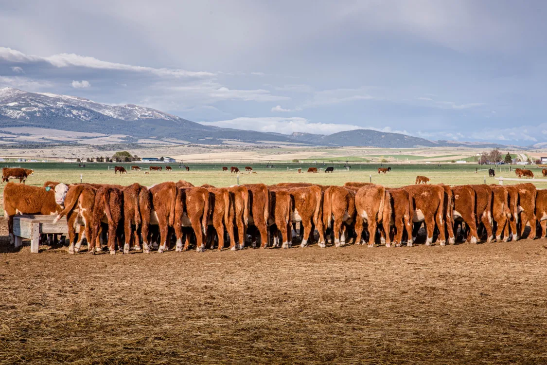 Cattle