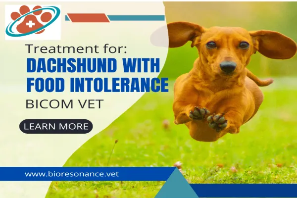 Image depicting a Dachshund named Rambo experiencing food intolerance symptoms