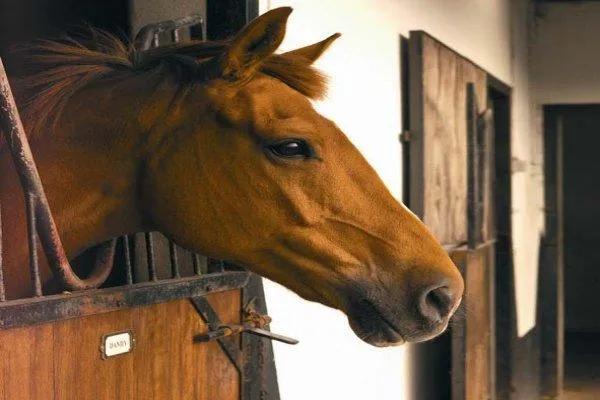 Image of a horse shaking its head