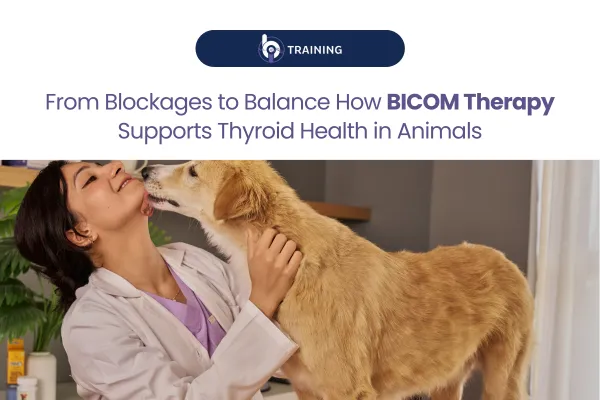 From Blockages to Balance: How BICOM Therapy Supports Thyroid Health in Animals