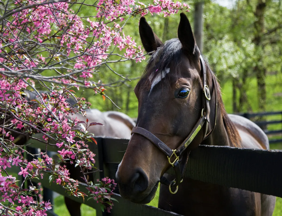 Brown Race Horse Standing By Flowering Tree