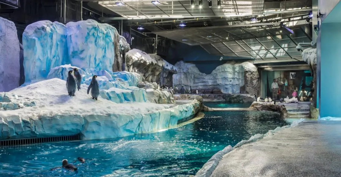 A Winter Wonderland Year-Round: Experience the Magic of the Polk Penguin Conservation Center