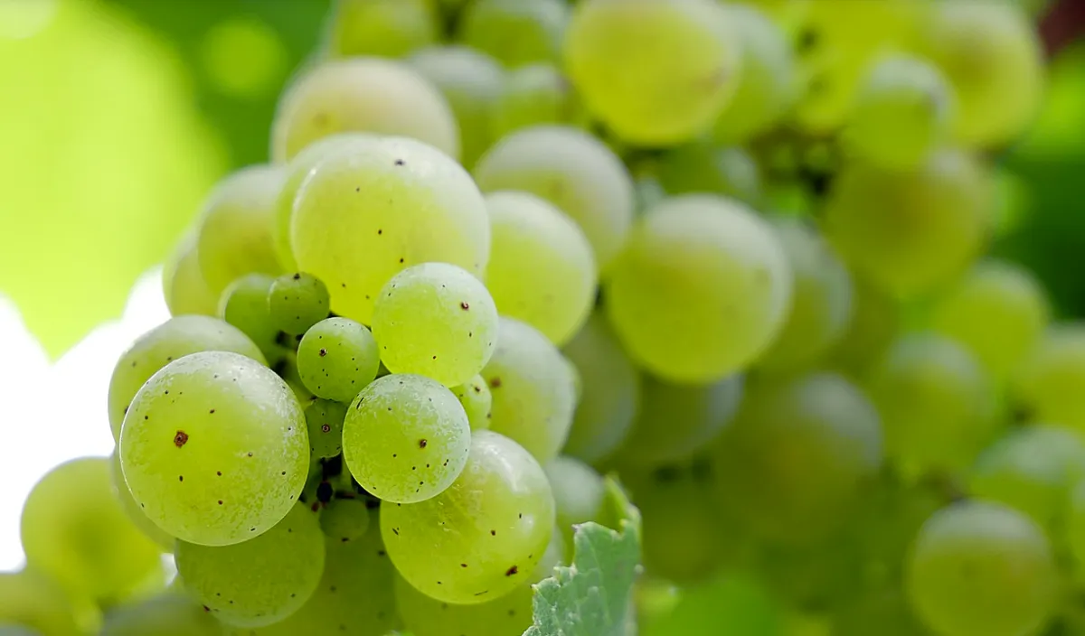 South Coast Wine Region