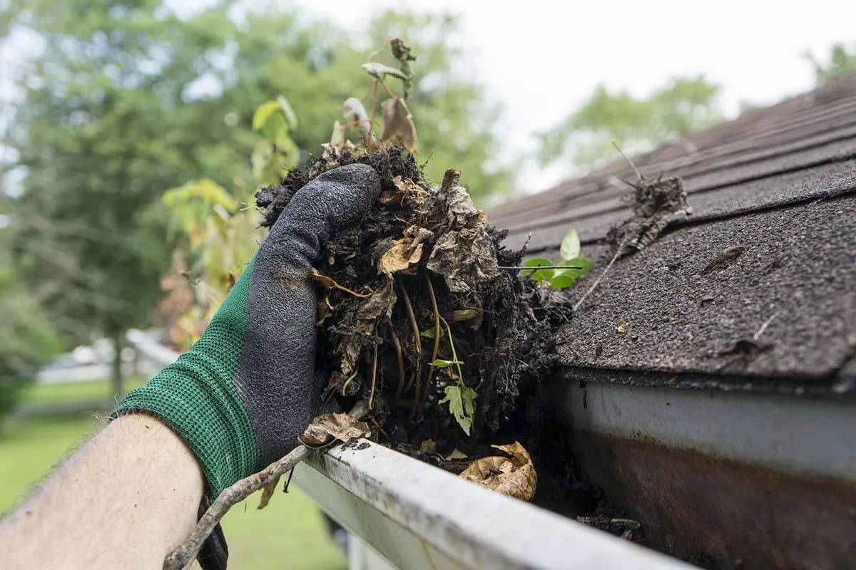 cleaning leaves from gutter