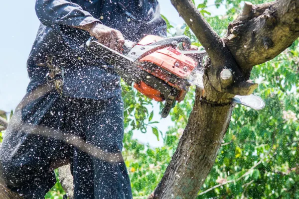 Reliable Storm Damage Tree Removal Tennessee | Jackson Tree Service