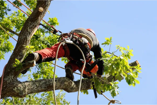 Tree Service Jackson TN | Jackson Tree Service