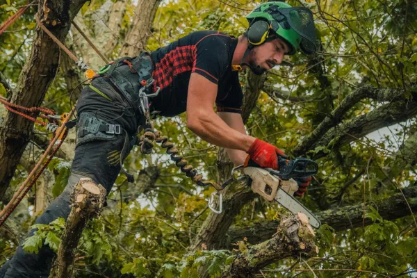 Tree Cutting Service Jackson TN | Jackson Tree Service