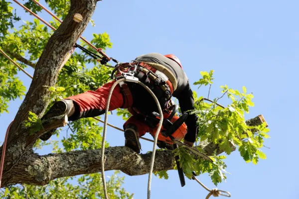 Expert Tree Care Near Jackson, TN - Jackson Tree Service