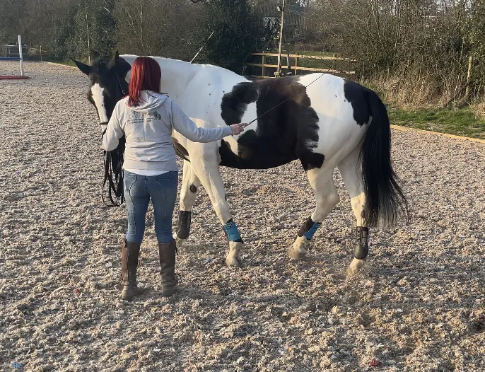 Why In Hand Exercises Are So Valuable For Your Horse