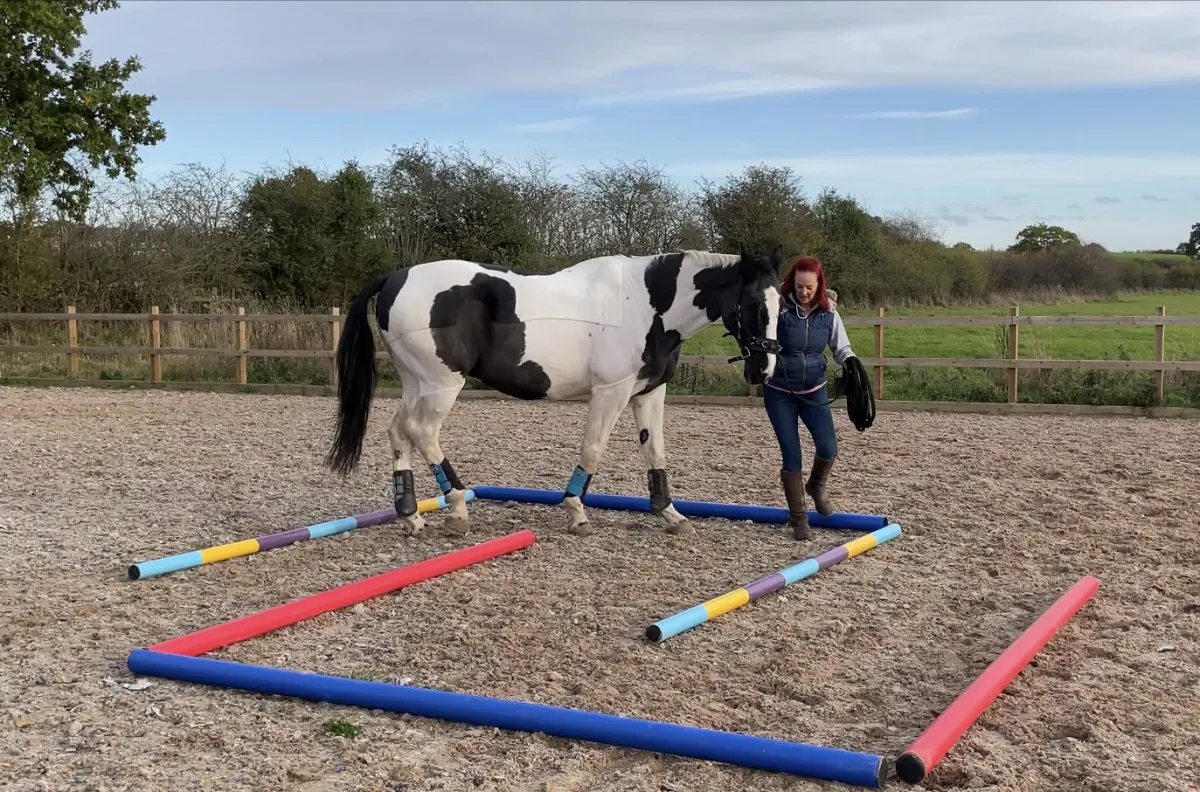Safe Daily Warm Up For Every Horse