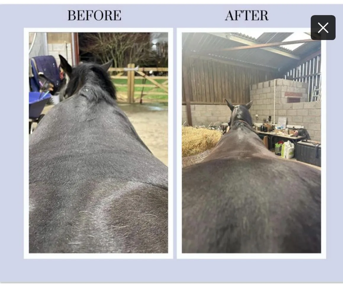 Crookedness: The Silent Drain on Your Horses Energy & Comfort