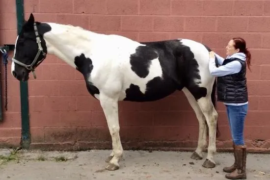 horse pelvic tilt