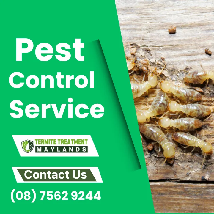 alpha-termite-treatment-maylands