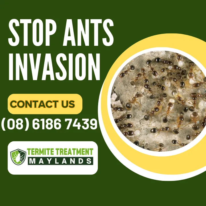 unusual-weather-ant-problems