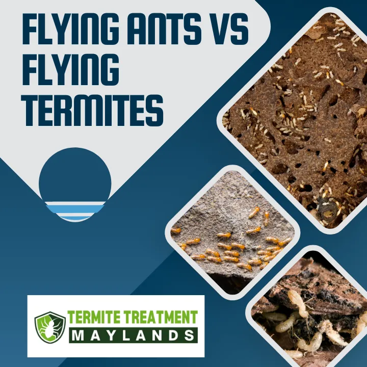 flying-ants-vs-flying-termites-difference