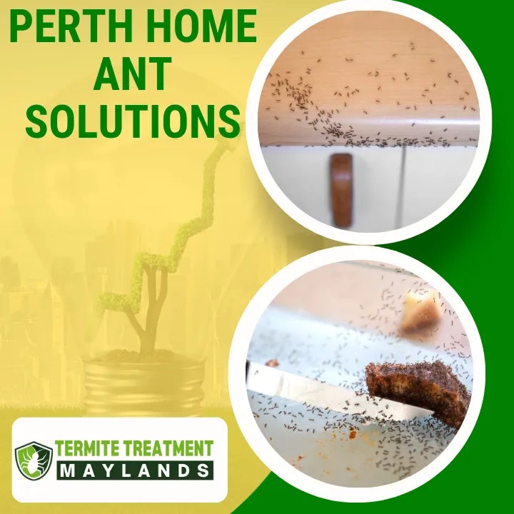 top-ant-control-products-perth-homes