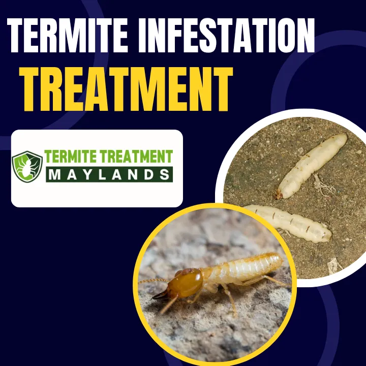"Professional technician treating a termite infestation inside a home using specialized equipment.