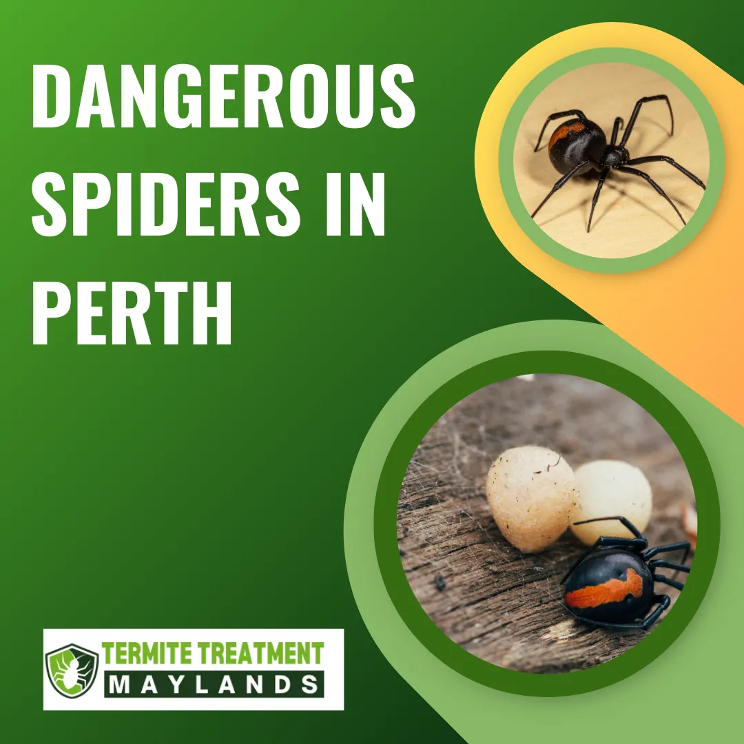 Dangerous spiders found around Perth homes that may put children at risk.