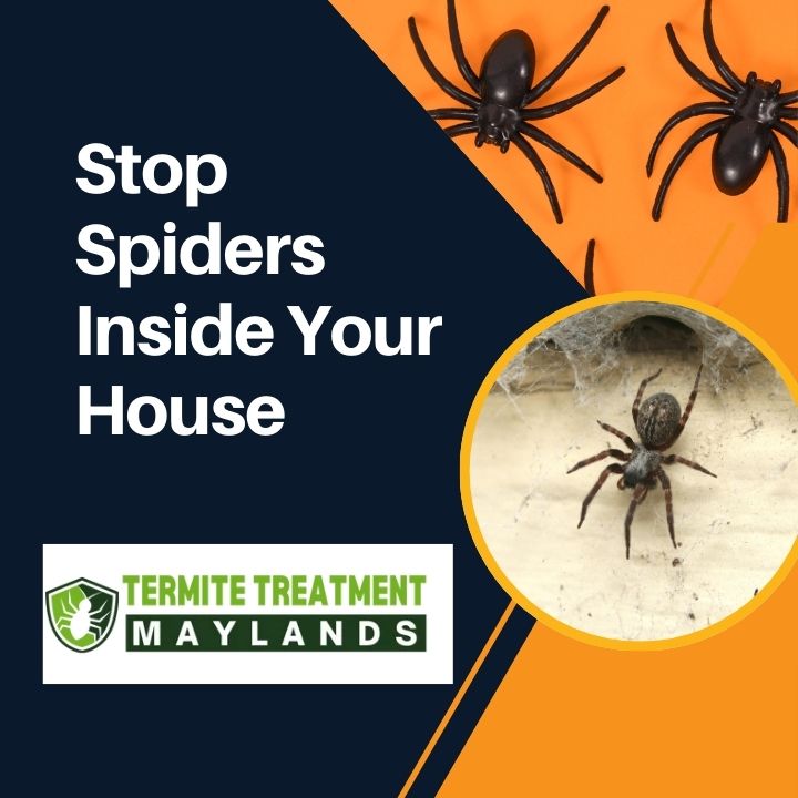 Learn how to control spiders in your house with safe and effective methods.