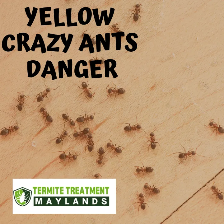 Yellow crazy ants forming trails on plants and soil in Australia.