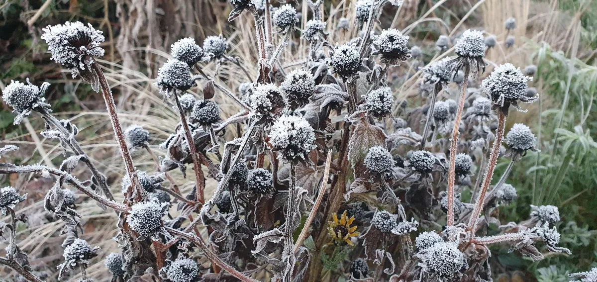 A photograph of Rudbeckia fulgida 'Goldsturm' covered in frost