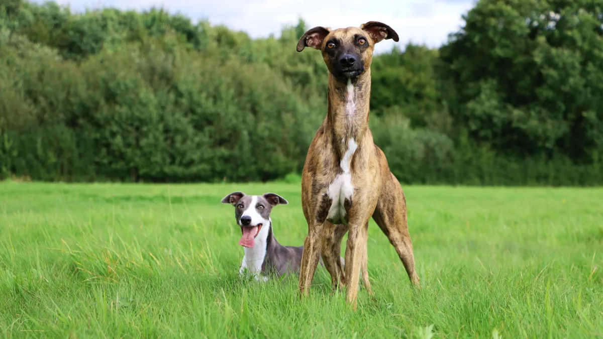 Whippet Prey Drive