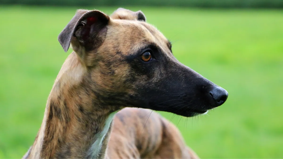 Whippet Attention Seeking