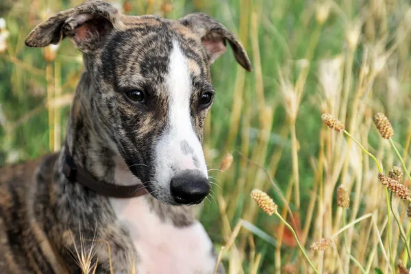 Does My Puppy Have Separation Anxiety?