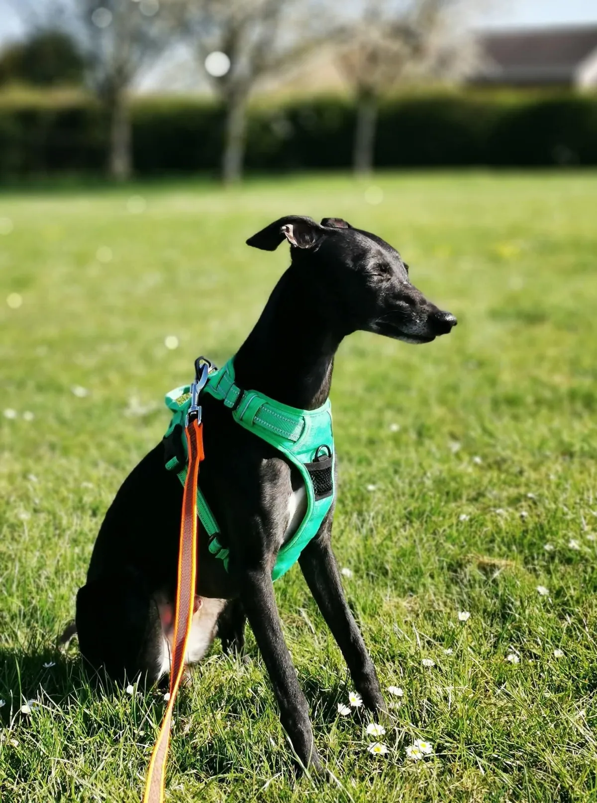 Whippet Scavenging Training
