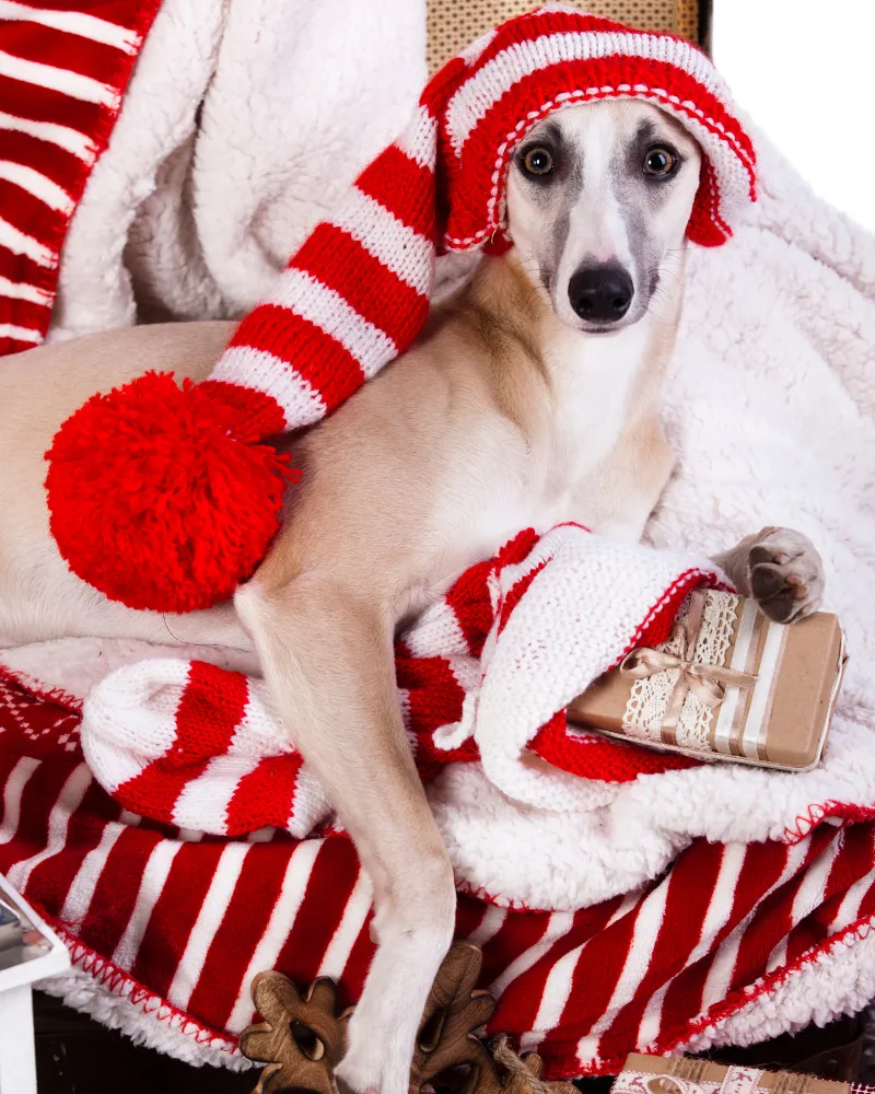 Whippet Christmas